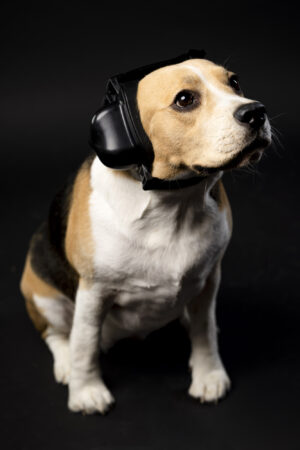 pies w nausznikach firmy Safe Dogs Ears