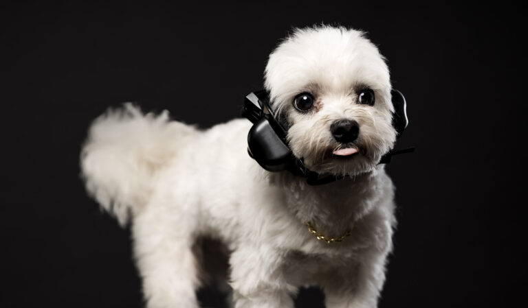 Pies w nausznikach firmy Safe Dogs Ears