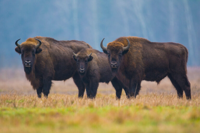 Żubry z Białowieży