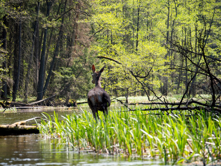 Wigierski Park Narodowy