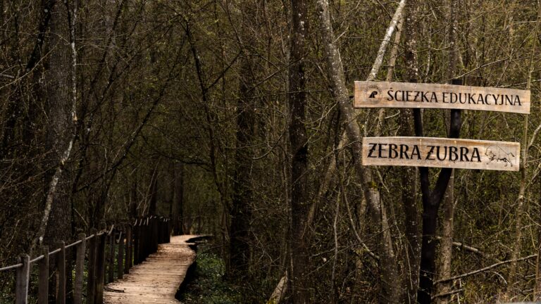 Ścieżka „Żebra Żubra” w Białowieży
