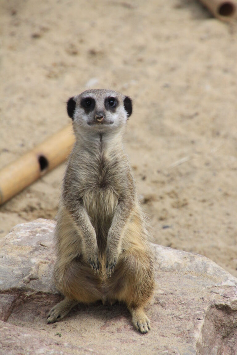 Surykatki w Płockim ZOO